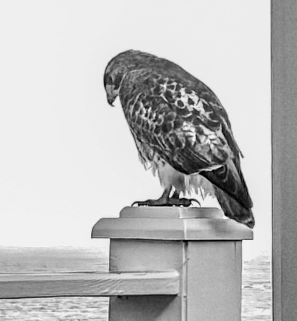 Rodney John Stadum portrait with hawk